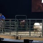 Megachurch Features Rodeo Star Breaking a Wild Horse Onstage for Live Sermon Illustration